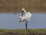 Image. Eurasian Spoonbill