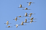 Image. Eurasian Spoonbill