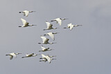 Image. Eurasian Spoonbill