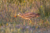 Image. Eurasian Stone-curlew