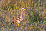 Image. Eurasian Stone-curlew