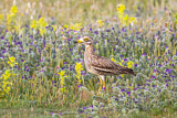 Image. Eurasian Stone-curlew