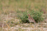 Image. Eurasian Stone-curlew