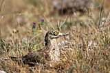 Image. Eurasian Stone-curlew