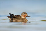 Image. Eurasian Teal