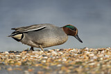 Image. Eurasian Teal