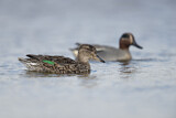 Image. Eurasian Teal