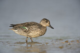 Image. Eurasian Teal