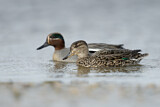 Image. Eurasian Teal