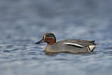 Image. Eurasian Teal