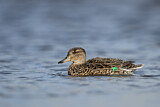 Image. Eurasian Teal