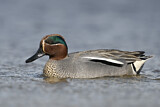 Image. Eurasian Teal