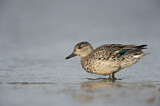 Image. Eurasian Teal