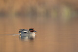 Image. Eurasian Teal