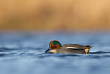 Image. Eurasian Teal