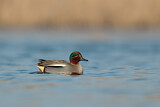 Image. Eurasian Teal
