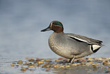 Image. Eurasian Teal