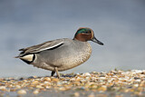 Image. Eurasian Teal