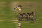 Image. Eurasian Teal