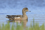 Image. Eurasian Teal
