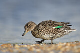 Image. Eurasian Teal