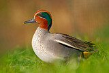 Image. Eurasian Teal
