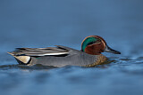 Image. Eurasian Teal