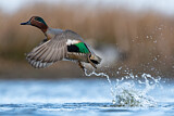 Image. Eurasian Teal