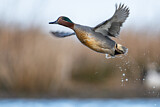 Image. Eurasian Teal