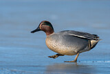 Image. Eurasian Teal