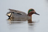 Image. Eurasian Teal