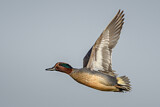 Image. Eurasian Teal