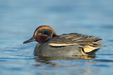 Image. Eurasian Teal