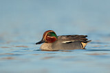 Image. Eurasian Teal