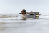 Image. Eurasian Teal