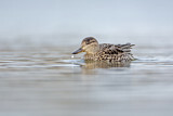 Image. Eurasian Teal