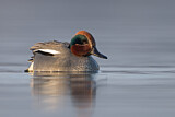 Image. Eurasian Teal