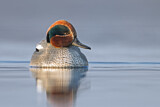 Image. Eurasian Teal