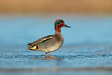 Image. Eurasian Teal