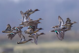 Image. Eurasian Teal