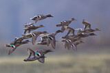 Image. Eurasian Teal