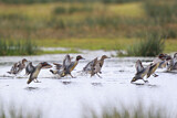 Image. Eurasian Teal