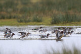 Image. Eurasian Teal