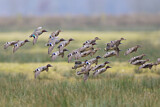 Image. Eurasian Teal