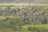Image. Eurasian Teal