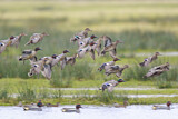 Image. Eurasian Teal