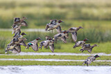 Image. Eurasian Teal
