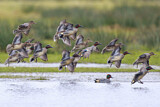 Image. Eurasian Teal