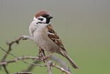 Image. Eurasian Tree Sparrow