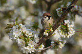 Image. Eurasian Tree Sparrow